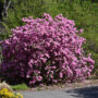 Rhododendron – PJM Elite – #3 Container